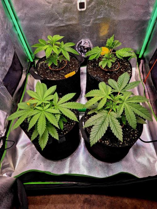 Wedding Cake. Week 4