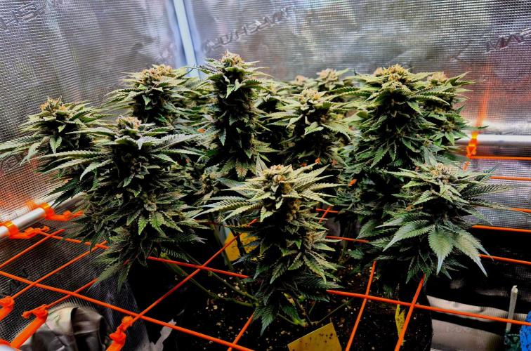 F026 - The Tropical Ice Cream One (USA). Week 15