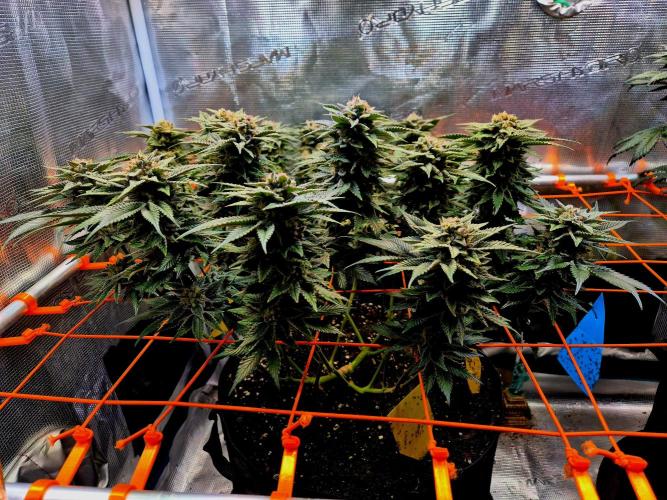 F026 - The Tropical Ice Cream One (USA). Week 15
