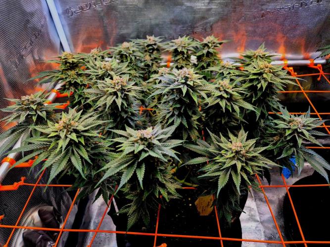 F026 - The Tropical Ice Cream One (USA). Week 15