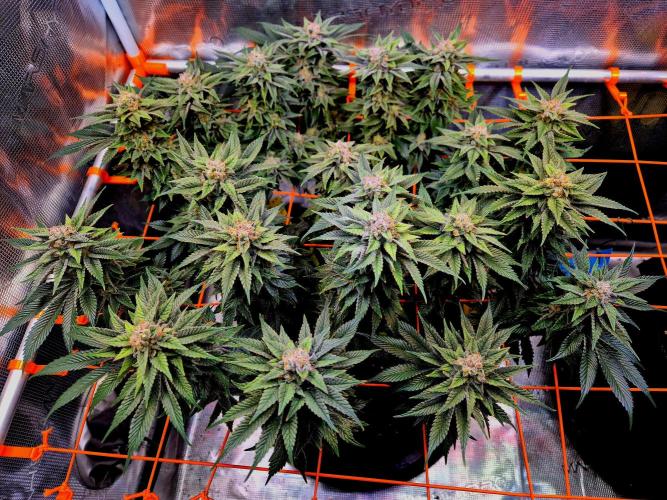 F026 - The Tropical Ice Cream One (USA). Week 15