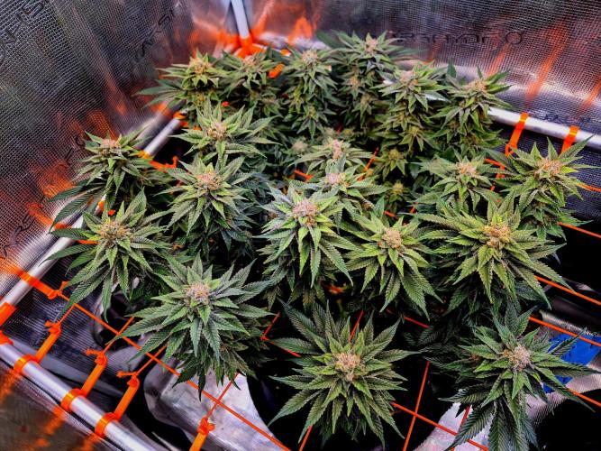F026 - The Tropical Ice Cream One (USA). Week 15
