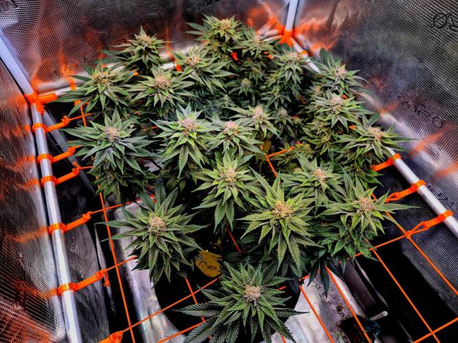 F026 - The Tropical Ice Cream One (USA). Week 15