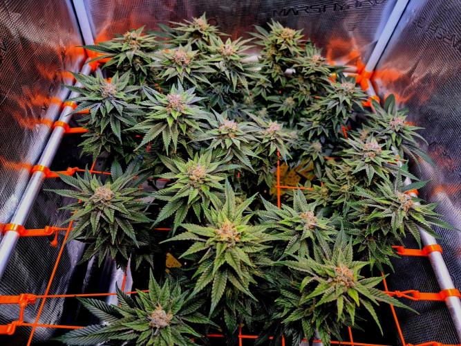 F026 - The Tropical Ice Cream One (USA). Week 15