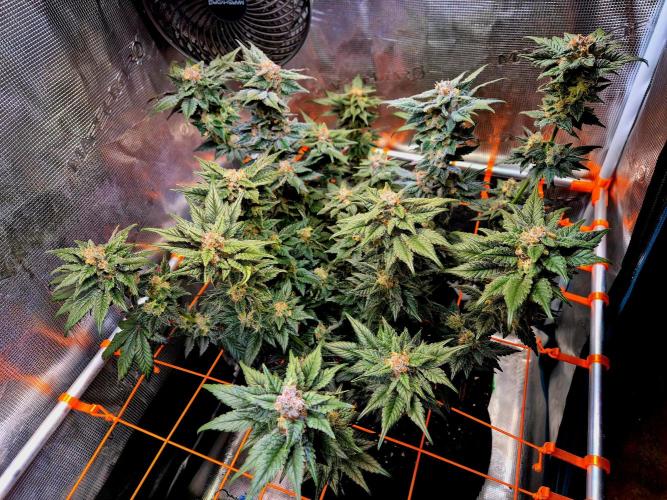 Rainbow Hitter. Week 15
