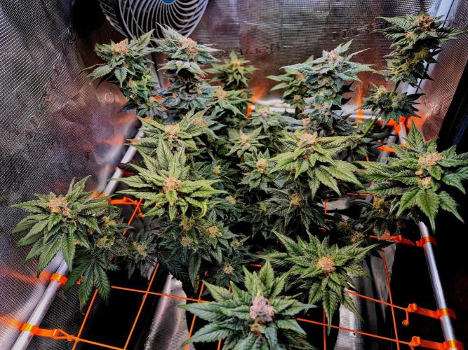Rainbow Hitter. Week 15