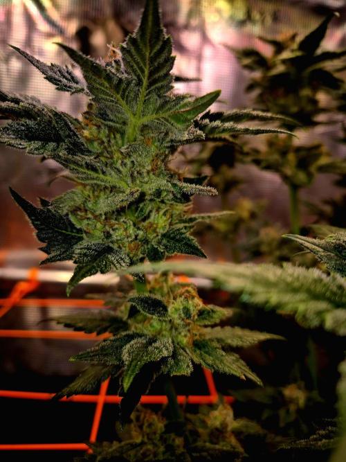Rainbow Hitter. Week 15