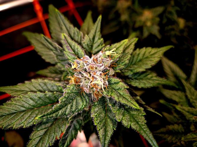Rainbow Hitter. Week 15