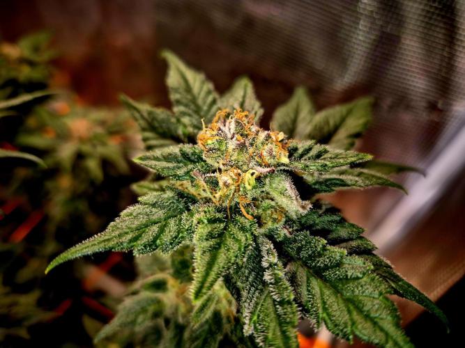 Rainbow Hitter. Week 15
