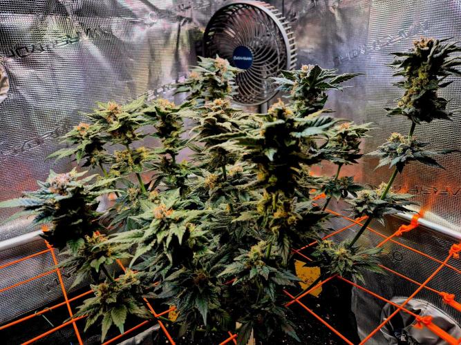 Rainbow Hitter. Week 15