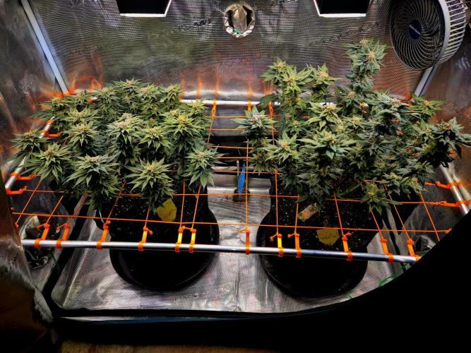 Rainbow Hitter. Week 15