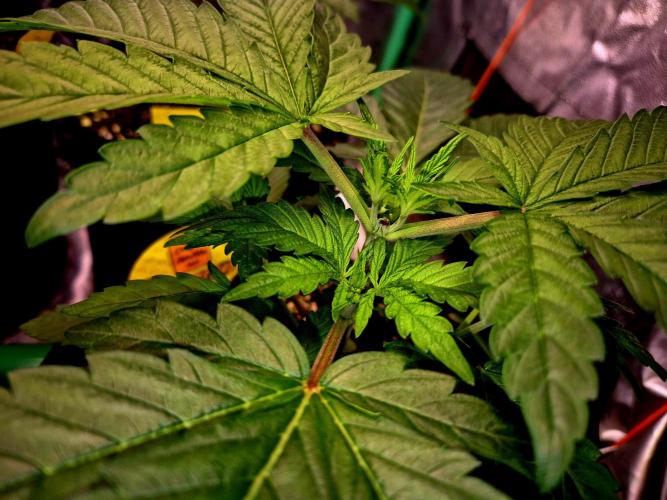 Purple overload (CCG) Sensible Seeds. Week 5