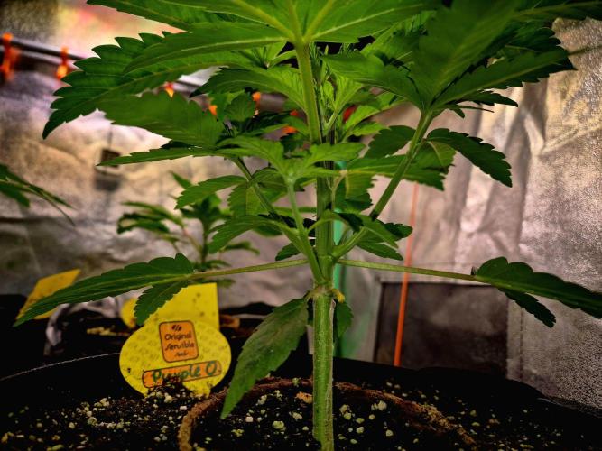 Purple overload (CCG) Sensible Seeds. Week 5