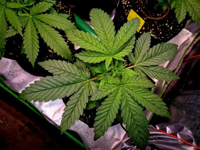 Purple overload (CCG) Sensible Seeds. Week 5