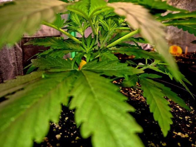 Wedding Cake (CCG) Sensible Seeds. Week 5