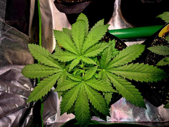 Wedding Cake (CCG) Sensible Seeds. Week 5