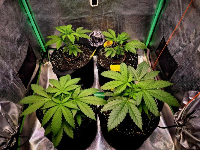 Wedding Cake. Week 5