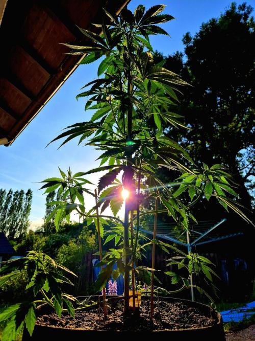 Garbage Lady (Big Mama). Week 10