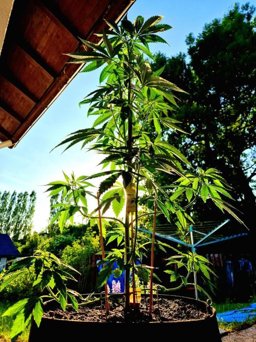 Garbage Lady (Big Mama). Week 10