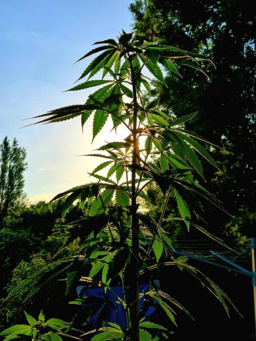 Garbage Lady (Big Mama). Week 10