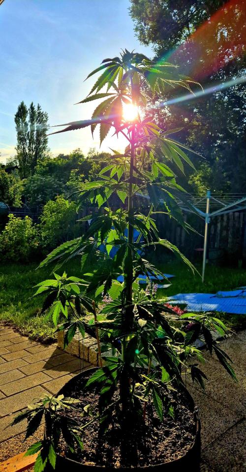 Garbage Lady (Big Mama). Week 10