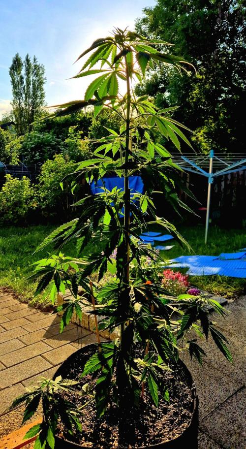 Garbage Lady (Big Mama). Week 10