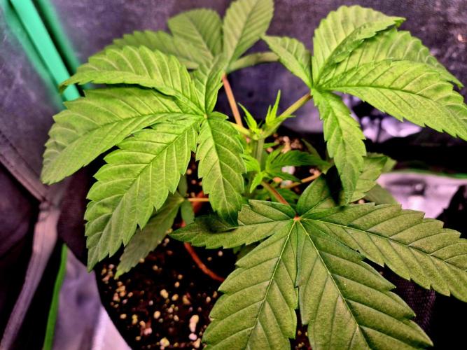 Pink Rozay Original Sensible Seeds. Week 4 - Topping 07.06.