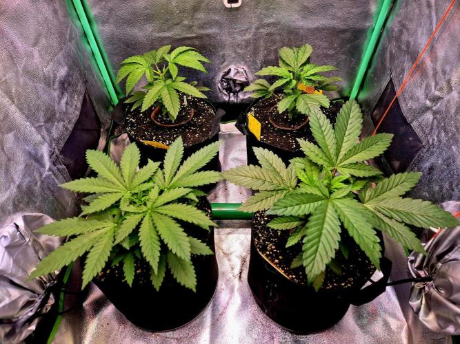 Pink Rozay Original Sensible Seeds. Week 4