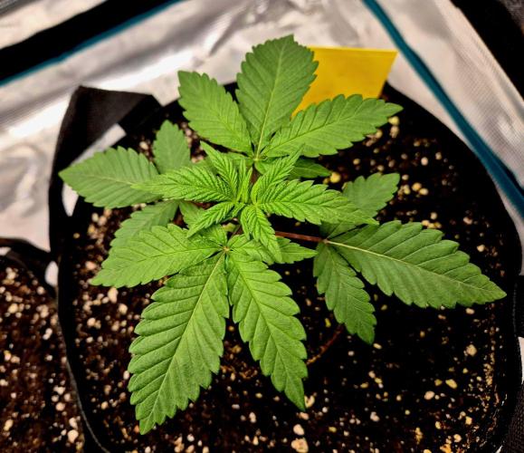 Mental Rainbow (CCG) Sweet Seeds. Week 2