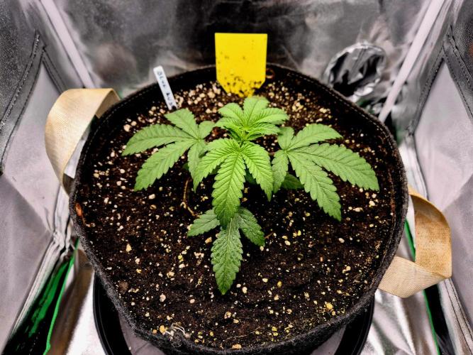 Blue Zushi Dutch Passion. Week 2