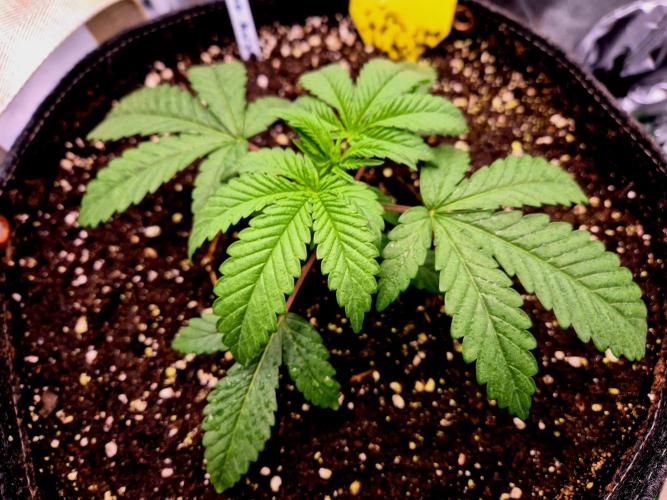 Blue Zushi Dutch Passion. Week 2