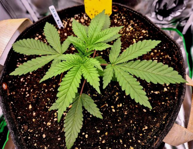 Blue Zushi Dutch Passion. Week 2