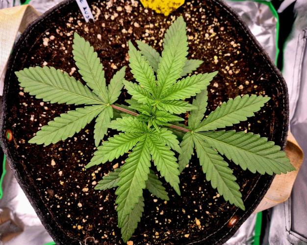 Blue Zushi Dutch Passion. Week 2