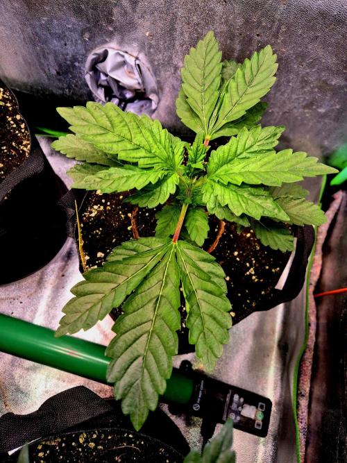 Papaya Stank (Elfi). Week 4