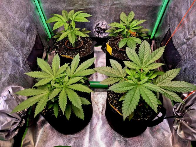 Papaya Stank (Elfi). Week 4