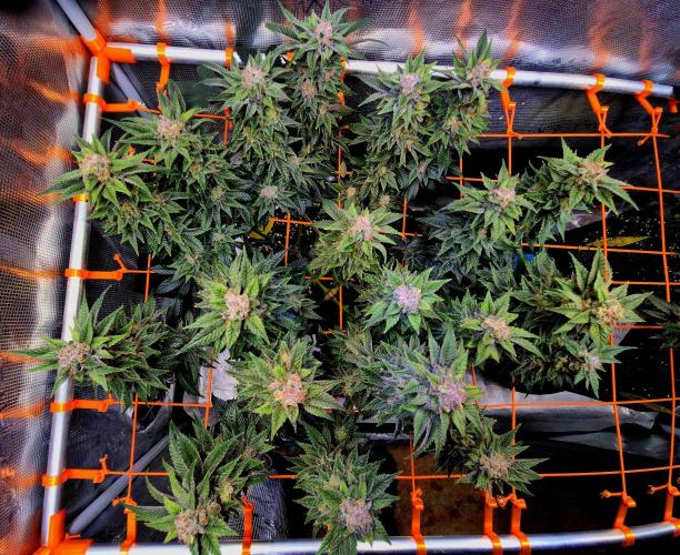 F026 - The Tropical Ice Cream One (USA). Week 15