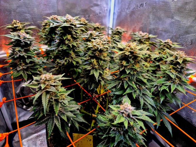F026 - The Tropical Ice Cream One (USA). Week 15