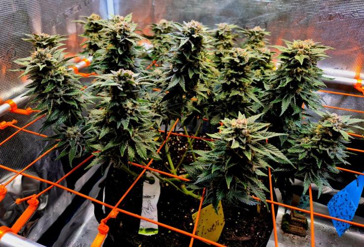 F026 - The Tropical Ice Cream One (USA). Week 15