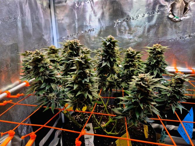 F026 - The Tropical Ice Cream One (USA). Week 15