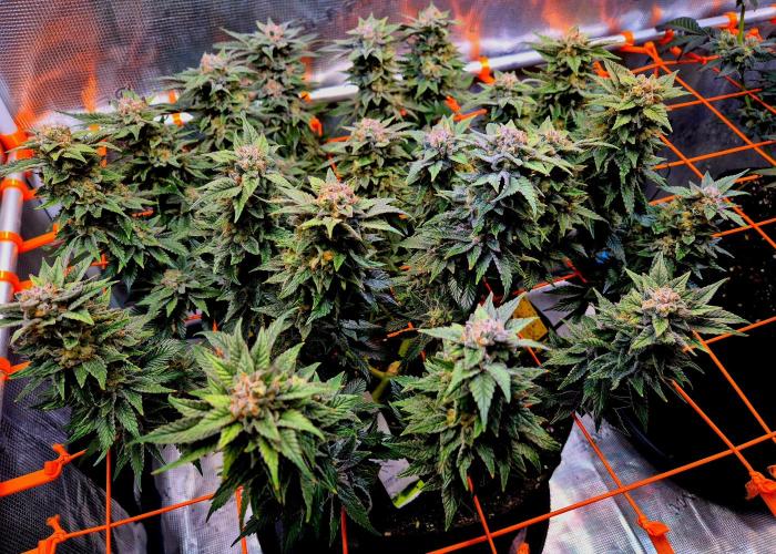 F026 - The Tropical Ice Cream One (USA). Week 15
