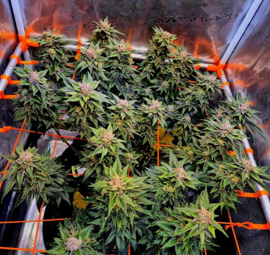 F026 - The Tropical Ice Cream One (USA). Week 15