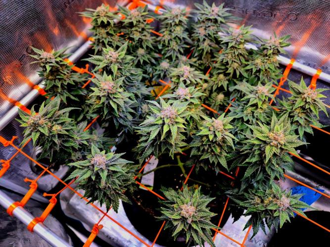 F026 - The Tropical Ice Cream One (USA). Week 15