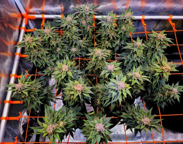 F026 - The Tropical Ice Cream One (USA). Week 15