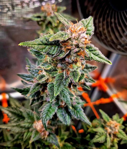 Rainbow Hitter. Week 15