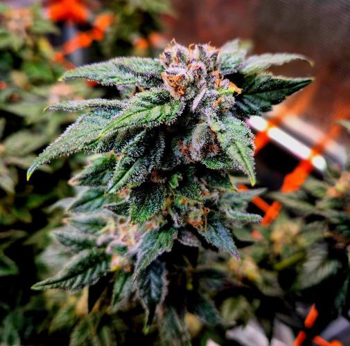 Rainbow Hitter. Week 15