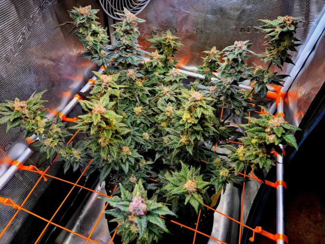 Rainbow Hitter. Week 15