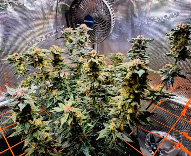 Rainbow Hitter. Week 15
