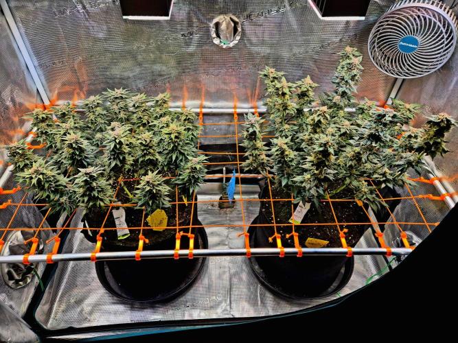 Rainbow Hitter. Week 15