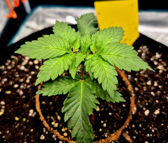 2nd chance. Week 2