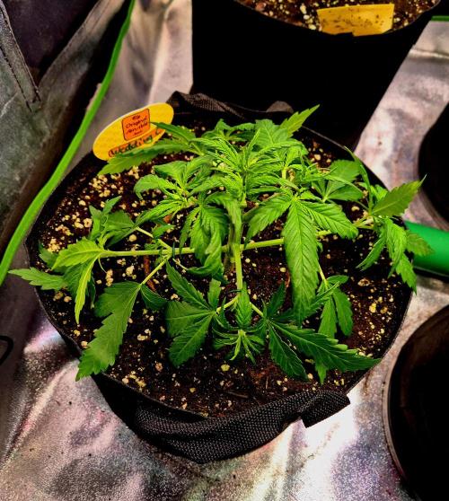 Wedding Cake (CCG) Sensible Seeds. Week 5